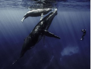des-baleines-des-tortues-et-des-hommes-12421705